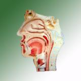 HUMAN NOSE L.S.
